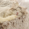 Cat Plush Bed