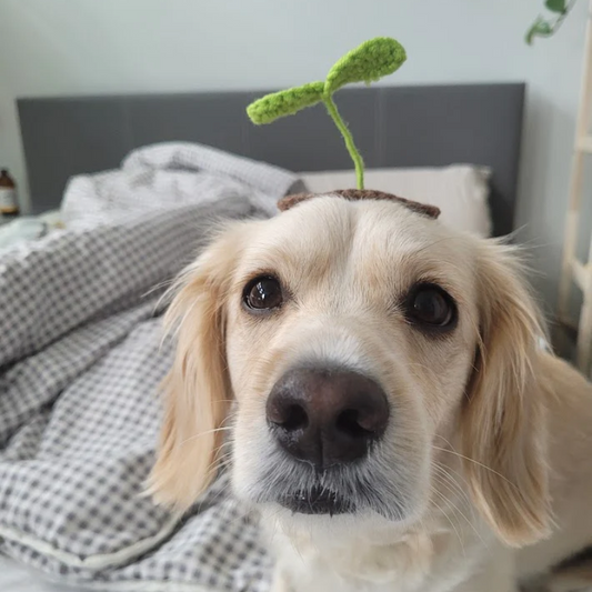 4pcs Cute Sprout Hairclip