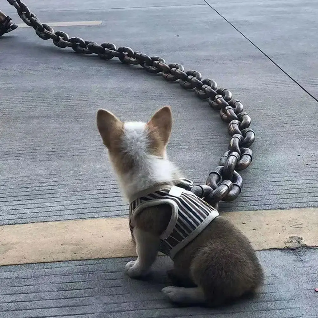 PawForce™ Dog Chain