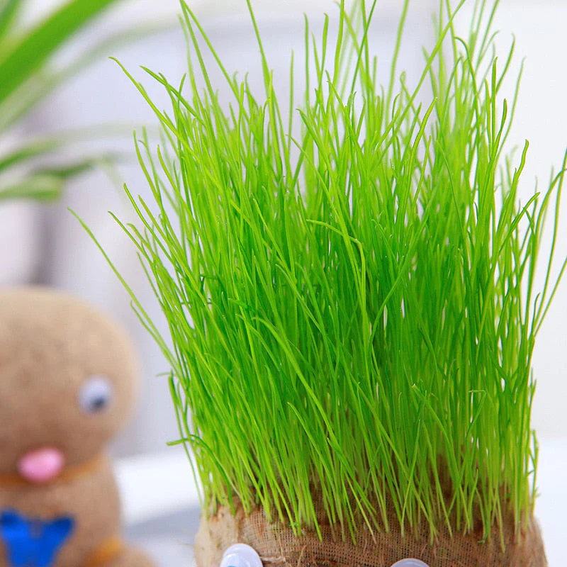 Plant Grass Doll